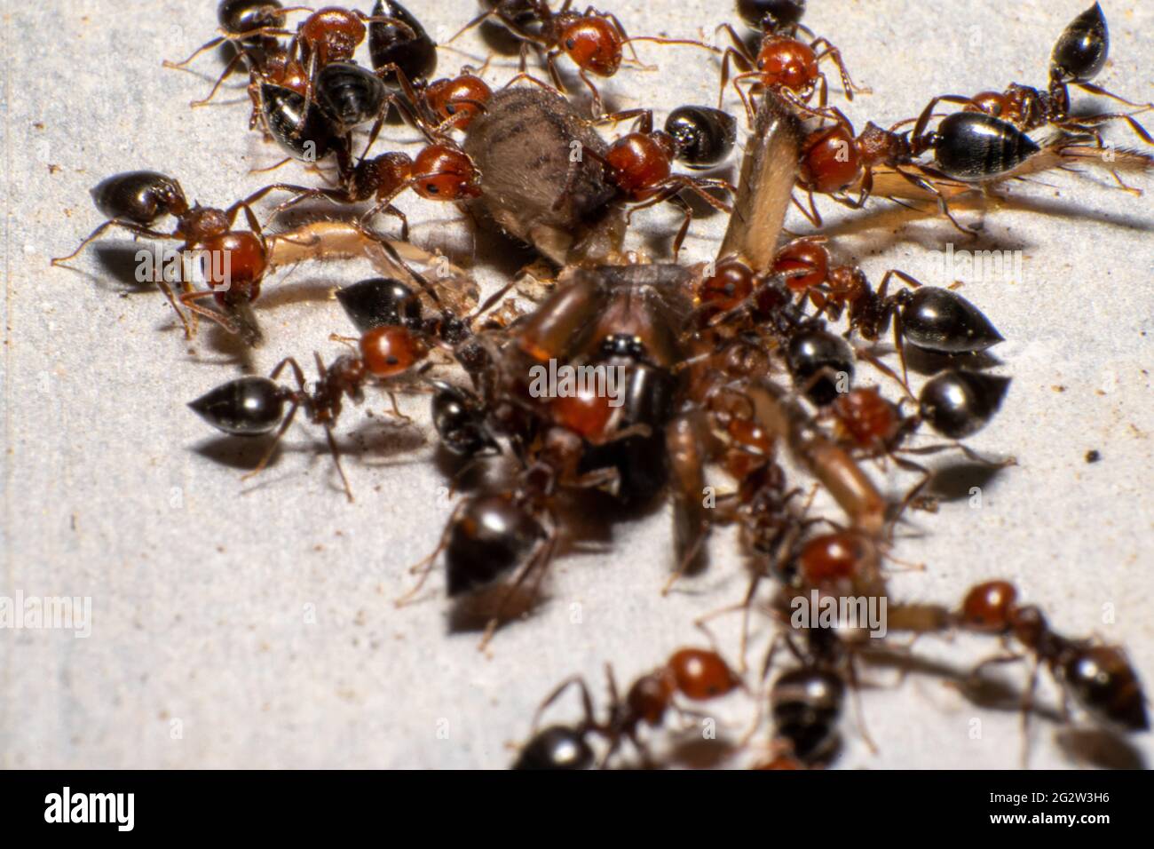 Rotkopfameisen in der Gruppe, die eine tote Spinne in die Kolonie bringen Stockfoto