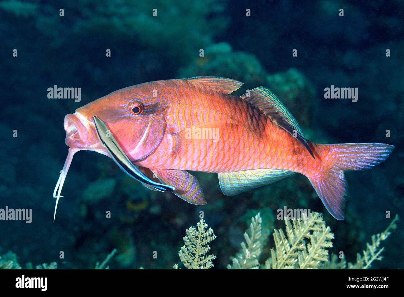 Longbarbel Ziegenfisch, Parupeneus macronemus, wird von einem Blaustreifen-Reinigerpapier, Labroides dimidiatus, gereinigt. Tulamben, Bali, Indonesien. Stockfoto