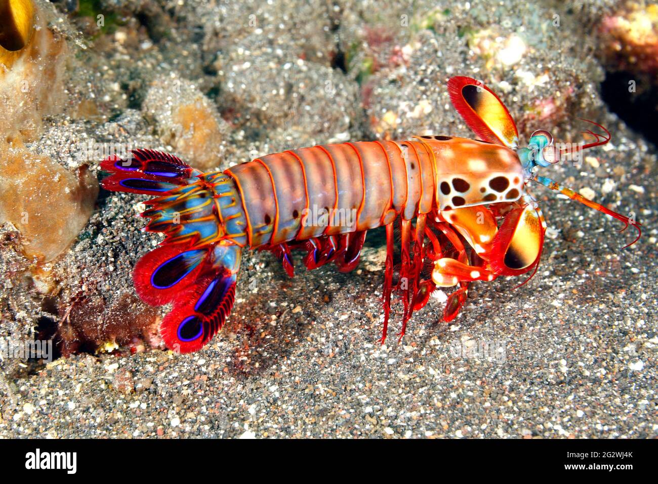 Peacock Mantis Shrimps, Odontodactylus scyllarus, auch als Harlekin Mantis Shrimp, lackiert Mantis Shrimps und Clown Mantis Shrimp. Tulamben, Bali bekannt Stockfoto