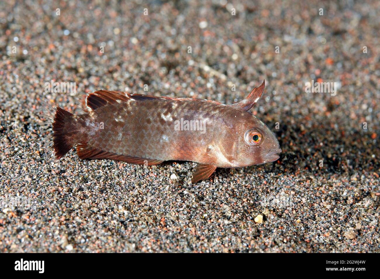 Whitepatch Razorfish, Iniistius aneitensis, juvenile Phase.Tulamben, Bali, Indonesien. Bali Meer, Indischer Ozean Stockfoto