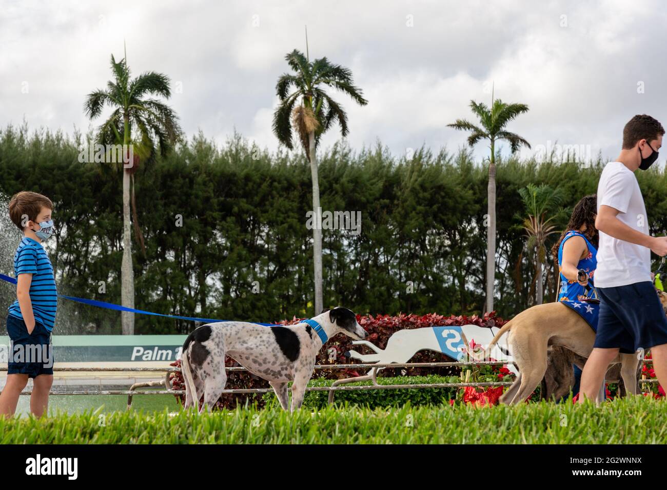 Der Palm Beach Kennel Club in West Palm Beach veranstaltete eine Zeremonie zu Ehren pensionierter Greyhounds an dem letzten Tag, an dem Hunde in Florida legal waren. Stockfoto