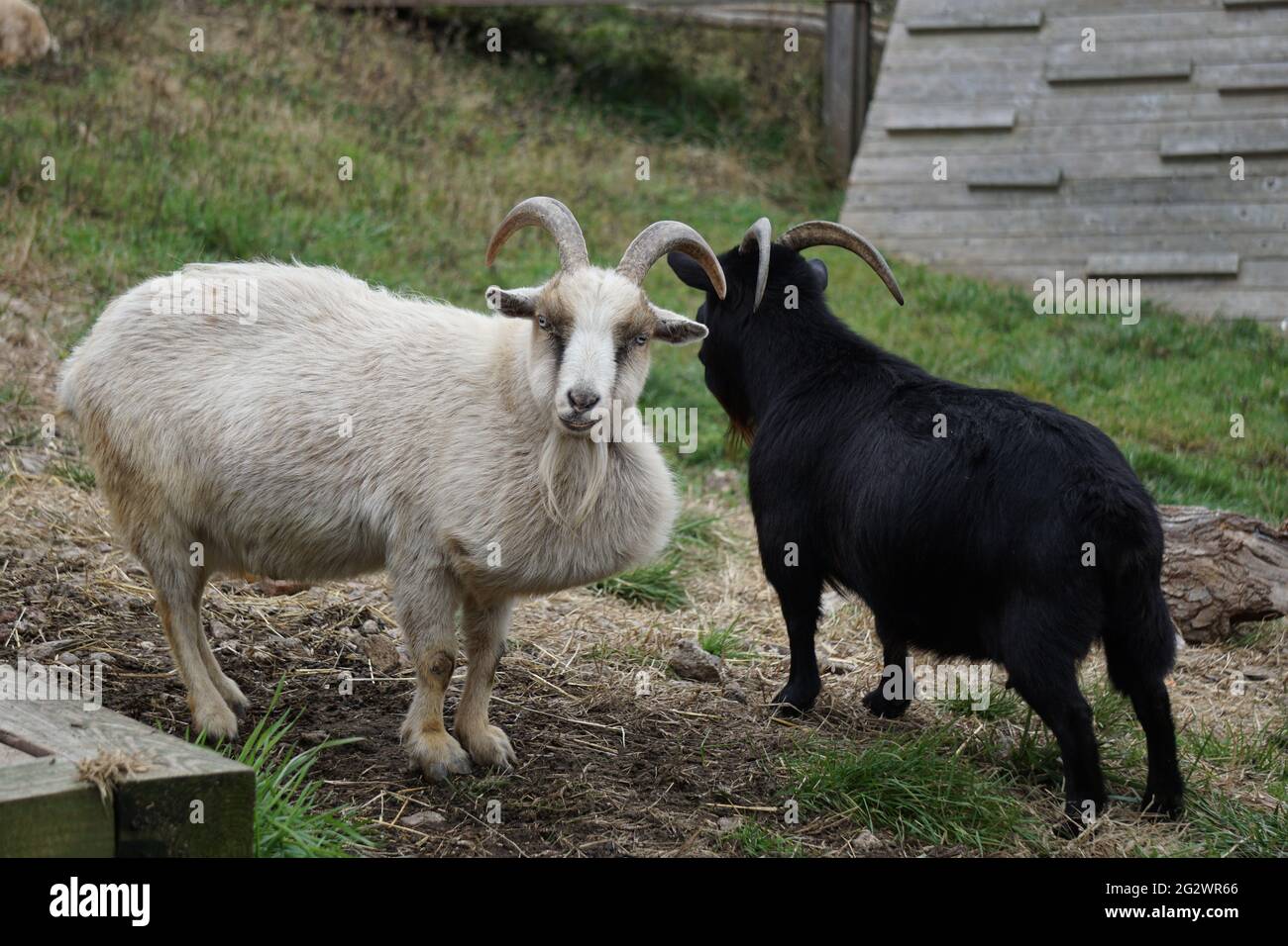 nigrische Zwergziegen Stockfoto