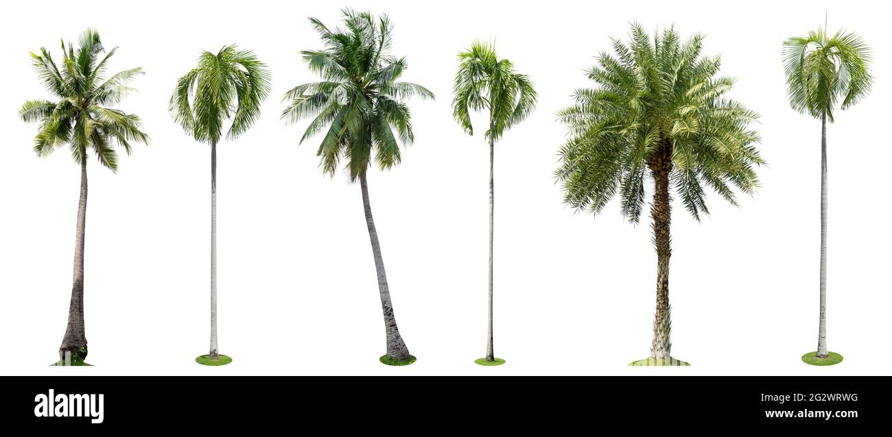 Palmen isoliert Sammlung auf weißem Hintergrund Stockfoto