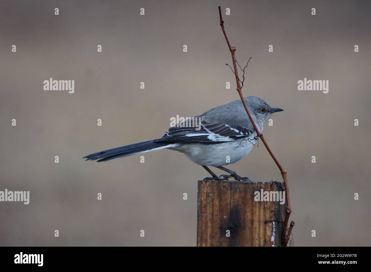 nördlicher Mockingbird (Mimus polyglottos) Stockfoto