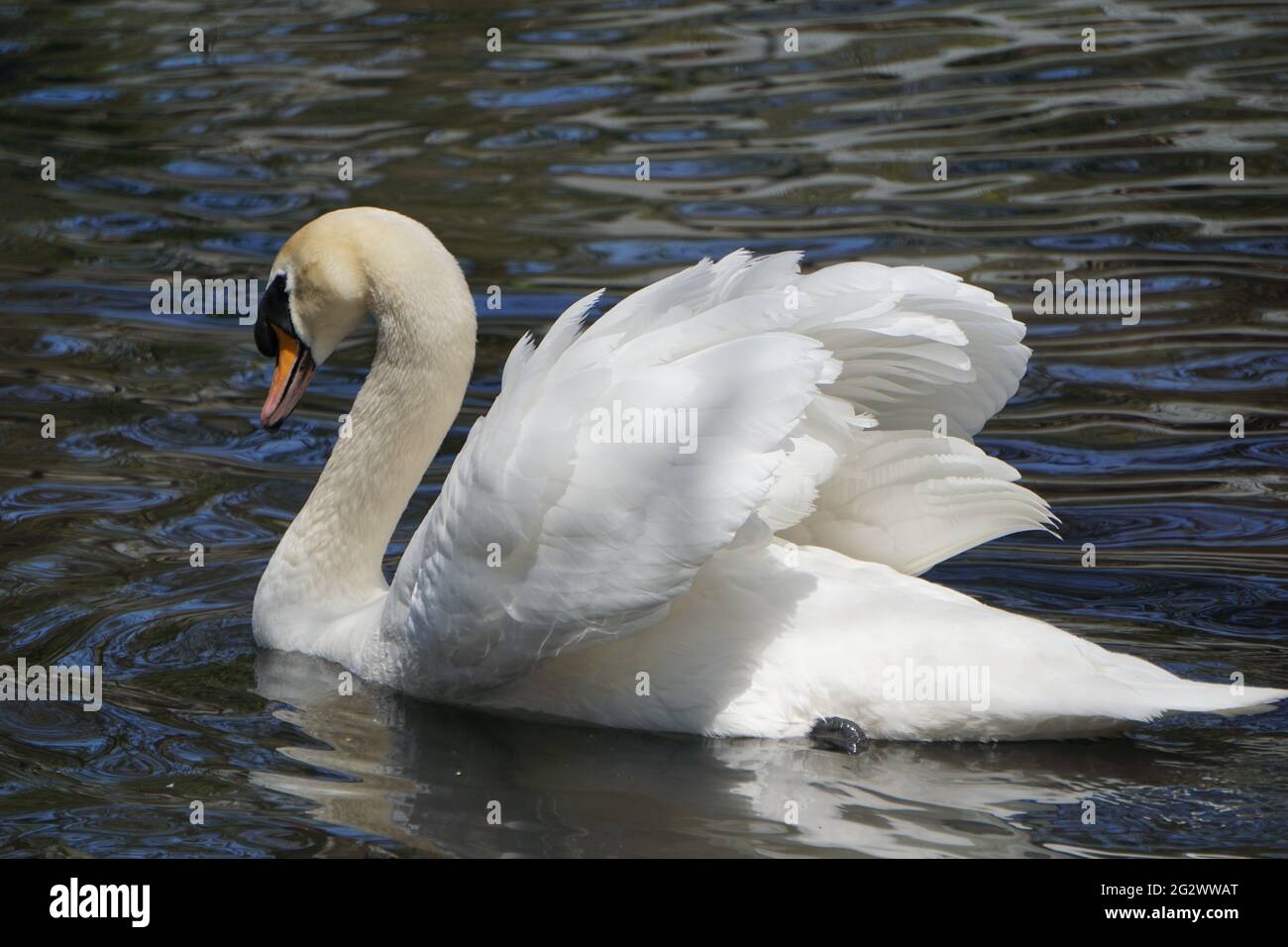 Höckerschwan (Cygnus olor) Stockfoto