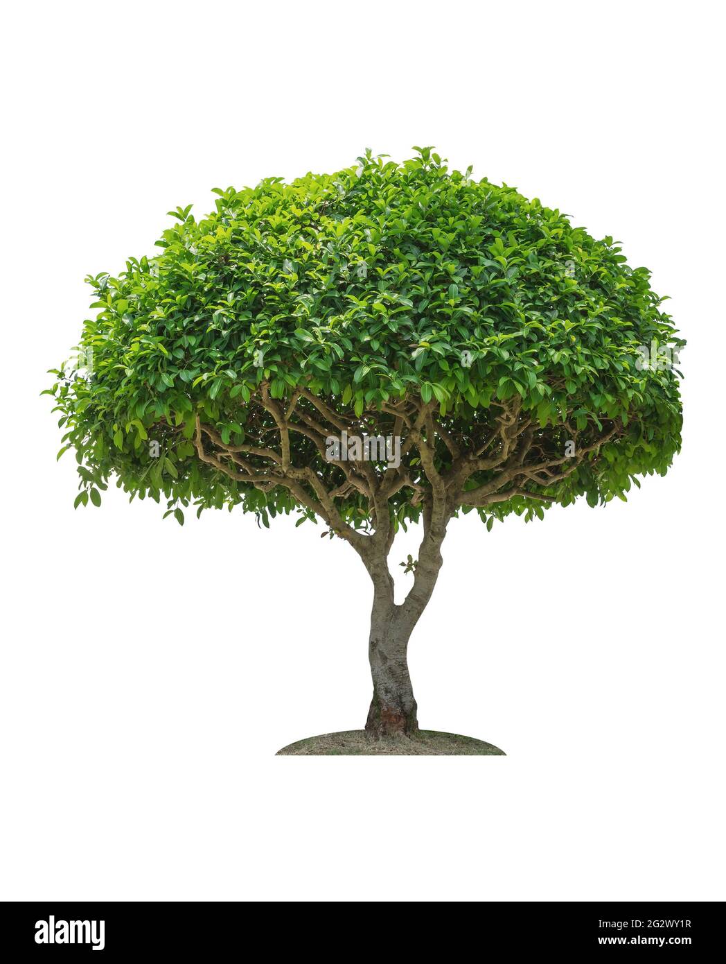 Baum isoliert auf weißem Hintergrund, Objektelement für Design. Beschneidungspfad Stockfoto