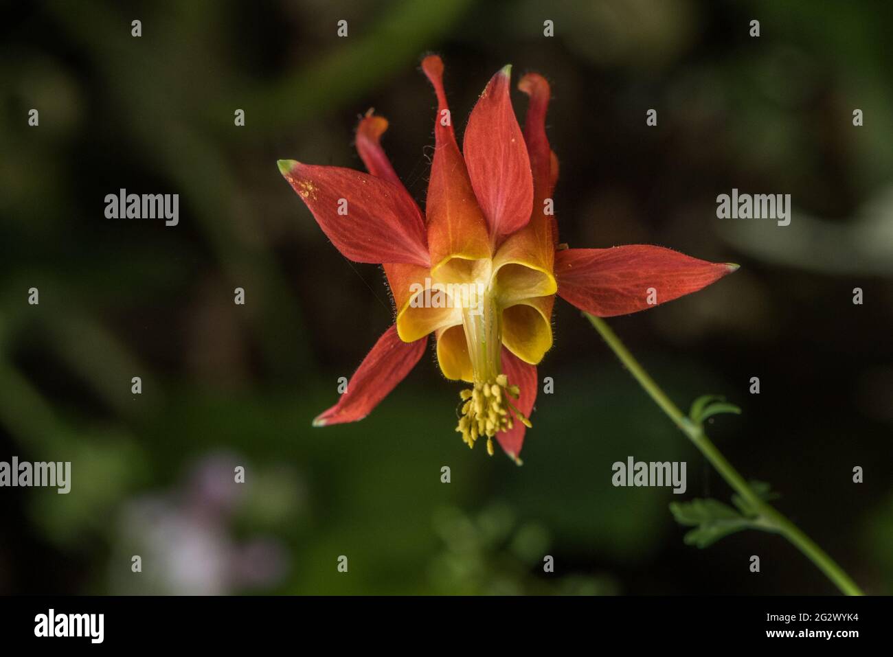 Aquilegia formosa, die karmesinrote oder westliche Säulenblume, ist eine augenweihnachende Wildblume an der Westküste Nordamerikas. Diese Pflanze stammt aus Kalifornien. Stockfoto