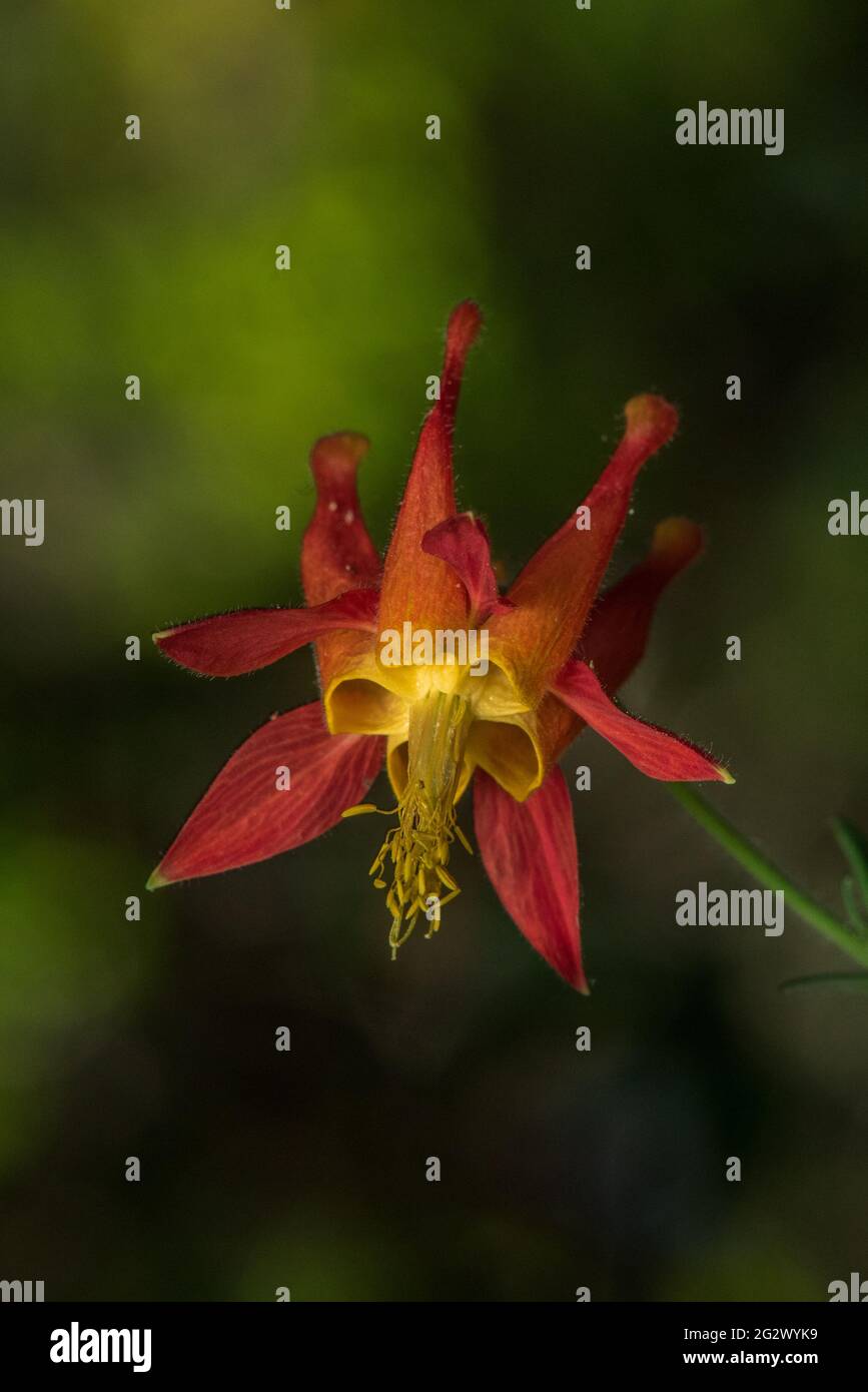 Aquilegia formosa, die karmesinrote oder westliche Säulenblume, ist eine augenweihnachende Wildblume an der Westküste Nordamerikas. Diese Pflanze stammt aus Kalifornien. Stockfoto