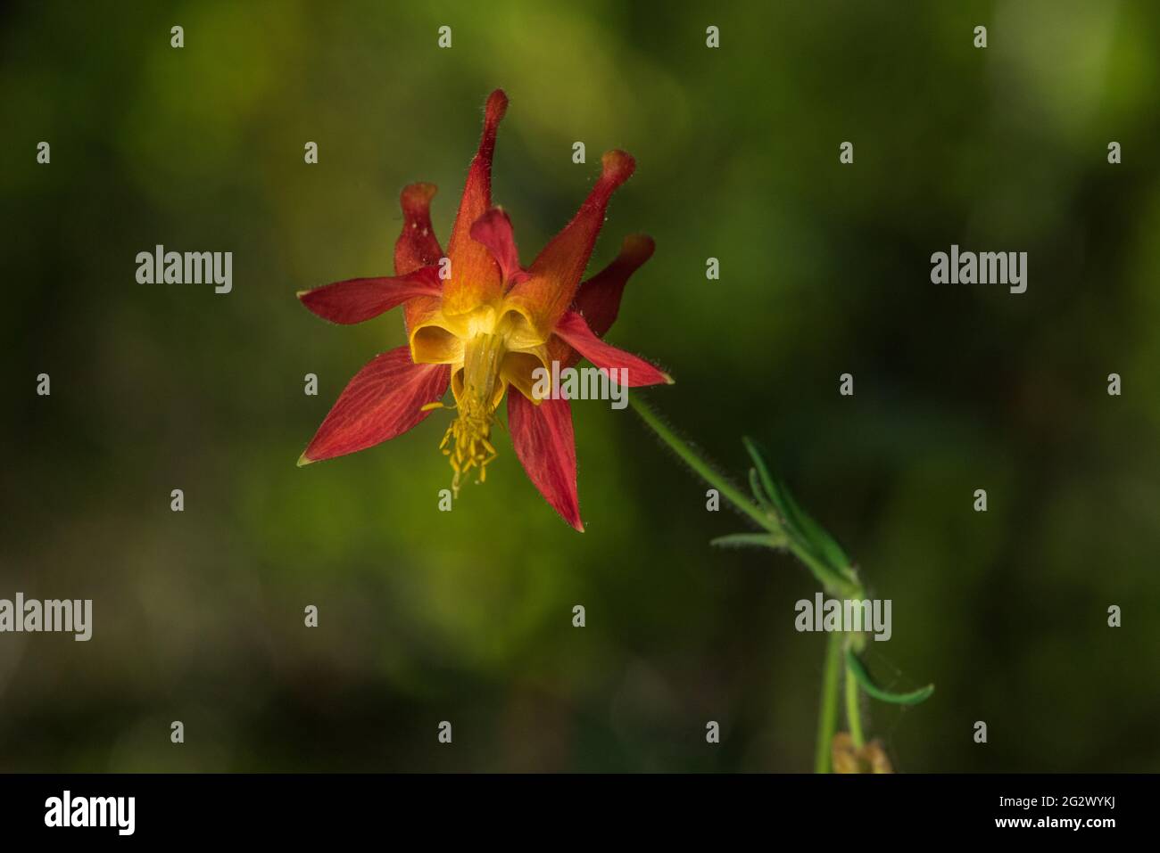 Aquilegia formosa, die karmesinrote oder westliche Säulenblume, ist eine augenweihnachende Wildblume an der Westküste Nordamerikas. Diese Pflanze stammt aus Kalifornien. Stockfoto