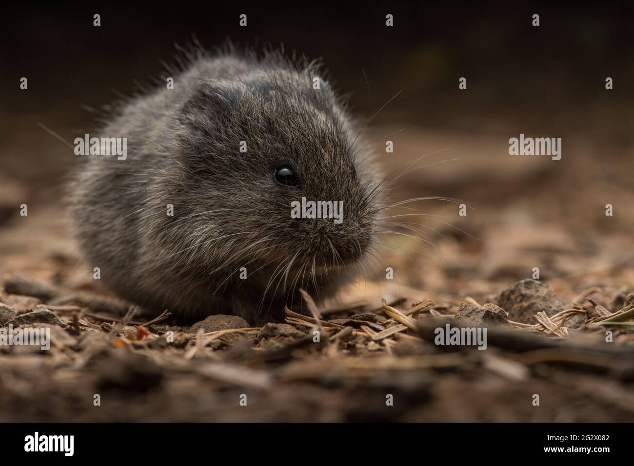 Ein entzückendes pelzigen Nagetier, die kalifornische Wühlmaus (microtus californicus) auf dem Waldboden eines Waldes in Marin County, Kalifornien. Stockfoto