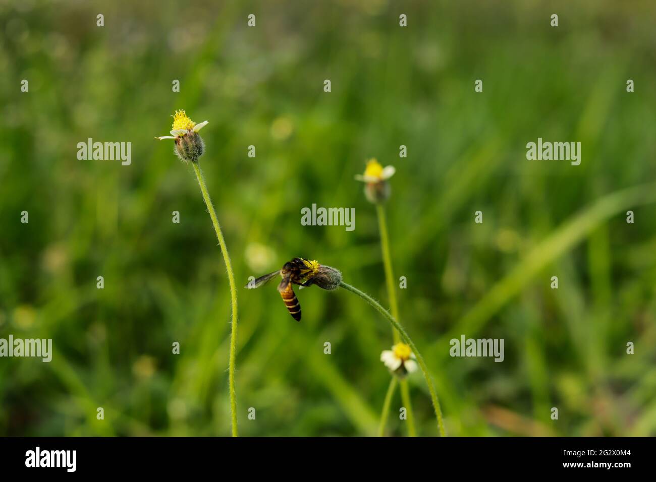 Bienen sitzen auf Hairy Galinsoga oder Coatbuttons Blume, um Honig zu sammeln Stockfoto