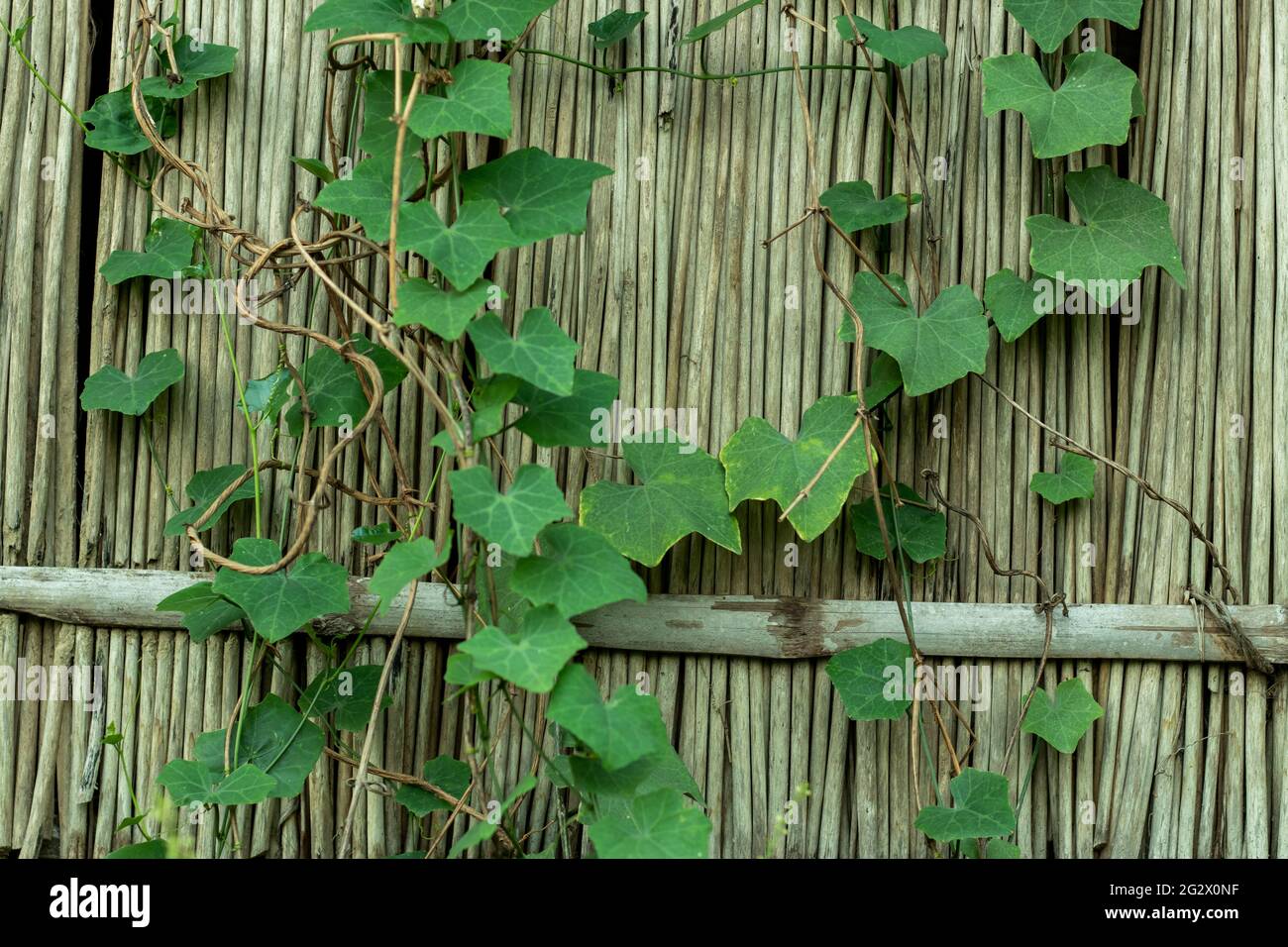 Coccinia grandis Ivy Kürbis ist eine wilde Pflanze. Die Blätter, die Wurzel und die Frucht werden verwendet, um Medizin zu bilden, die auch Kriechgurke genannt wird, die auf Jutestock wächst Stockfoto
