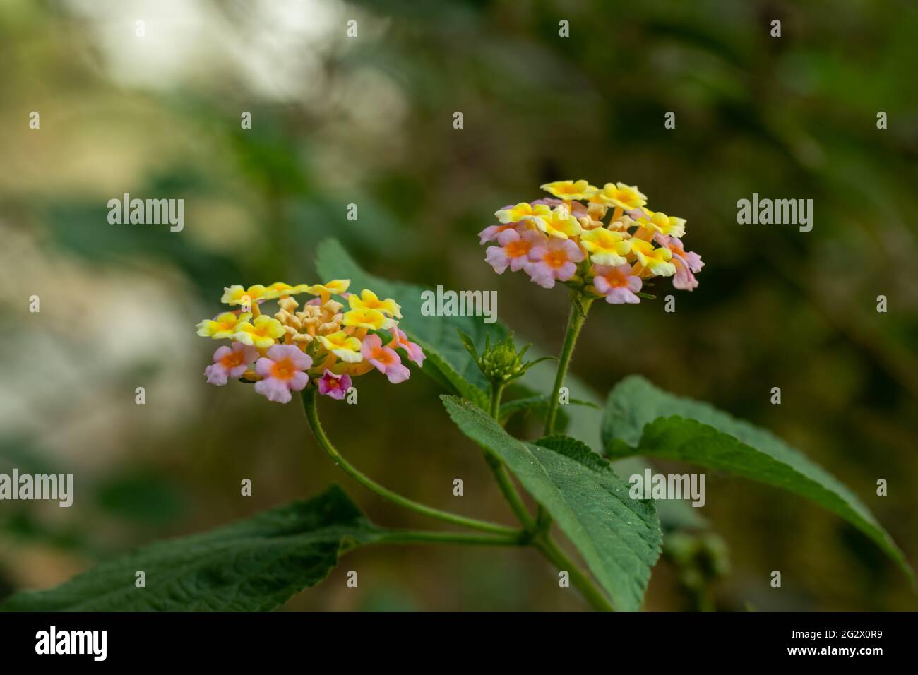 Gewöhnliche lantana blühende Pflanze, die aus Verbenaceae Wildpflanzenfamilie und mehrfarbig ist Stockfoto