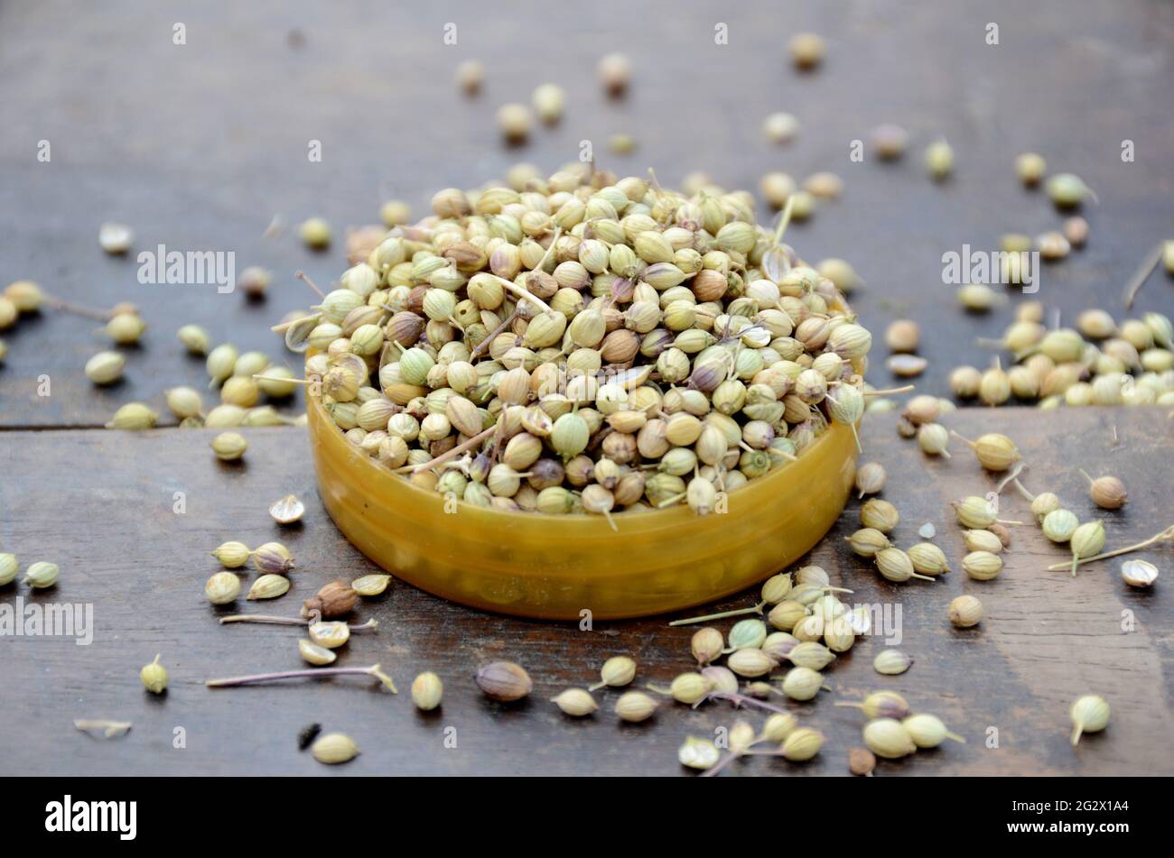 Nahaufnahme Haufen die reifen braunen Koriandersamen in der Plastikschale über unscharf hölzernen braunen Hintergrund. Stockfoto