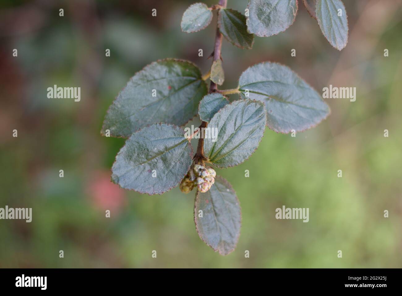 Distal akute proximal breite, abgerundete Blätter von Hairy Buckbrush, Ceanothus Oliganthus, Rhamnaceae, beheimatet in den Santa Monica Mountains, Frühling. Stockfoto