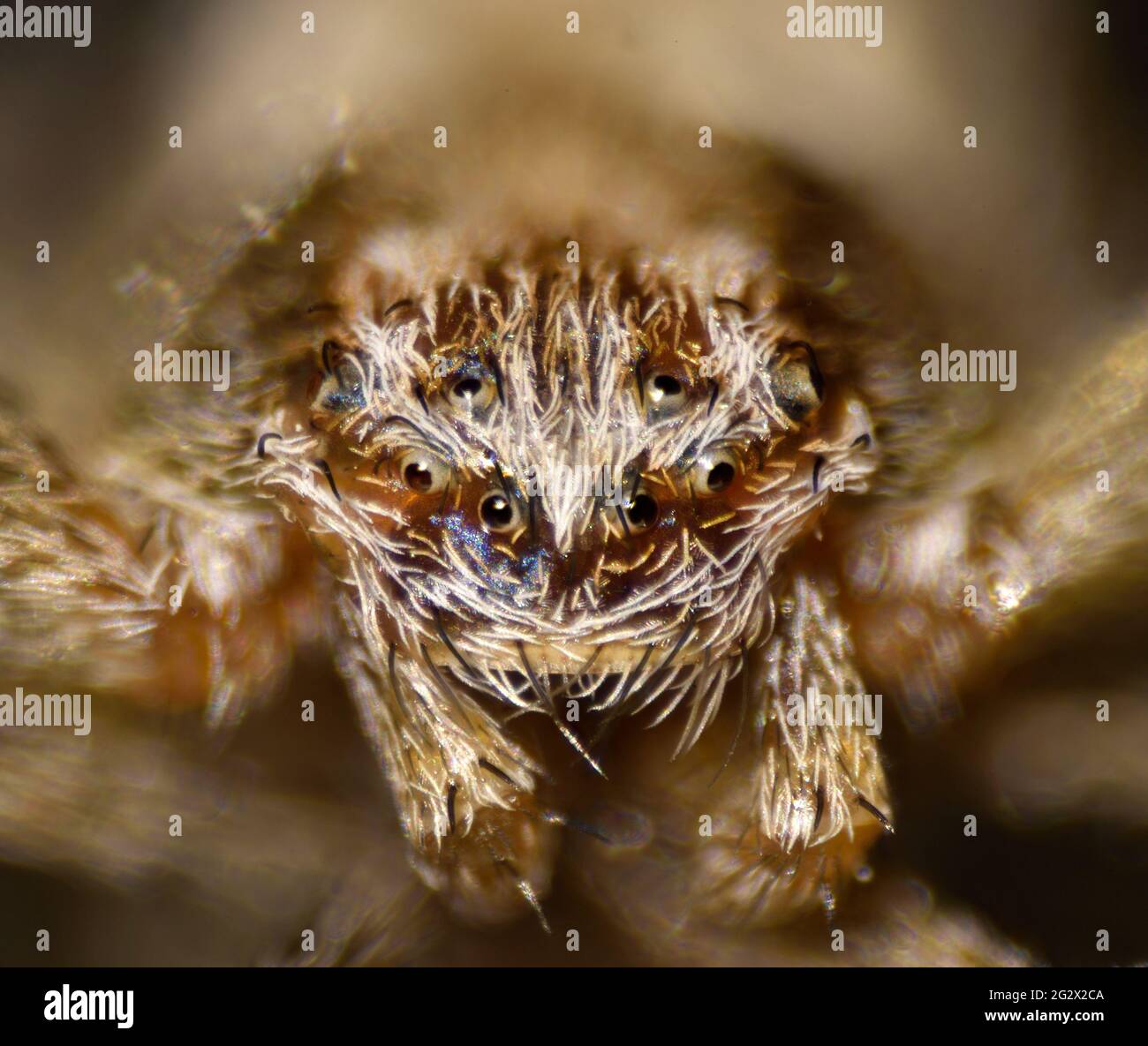 Spinnenaugen, hohes Makrobild einer Spinnen einfache Augen Stockfoto