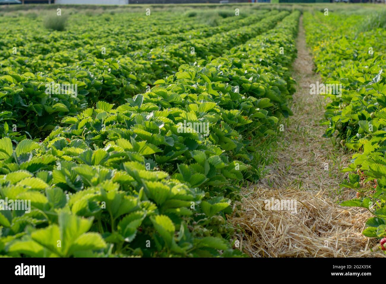 Grünes Erdbeerfeld. Reihen von Erdbeeren im Garten. Geringe Schärfentiefe. Stockfoto