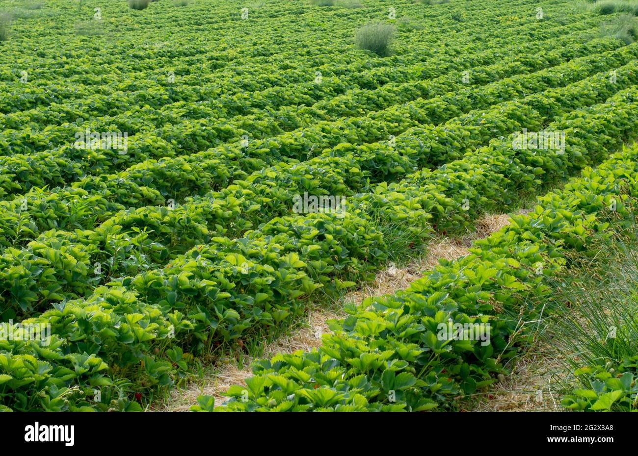 Grünes Erdbeerfeld. Reihen von Erdbeeren im Garten. Geringe Schärfentiefe. Stockfoto