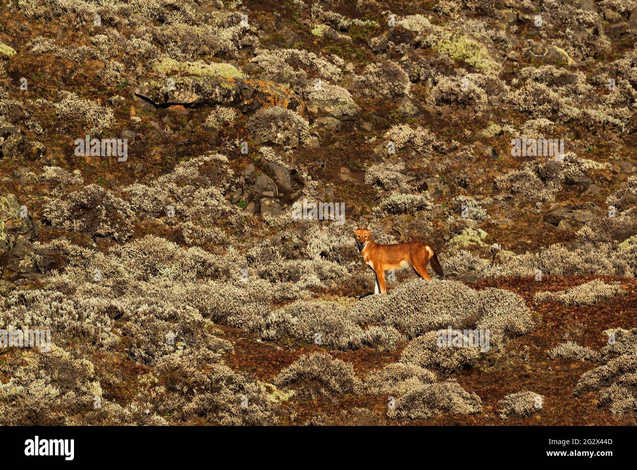 Äthiopischer Wolf - Canis simensis, schöner gefährdeter Wolf endemisch in äthiopischen Hügeln, Bale-Bergen, Äthiopien. Stockfoto