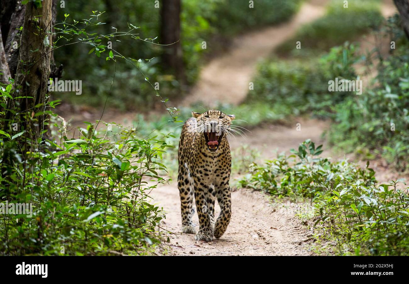 Sri-lankischer Leopard (Panthera pardus kotiya) gähnt beim Spaziergang entlang einer dunklen Waldstraße im Trockengebiet, Wilpattu Nationalpark, Sri Lanka. Stockfoto
