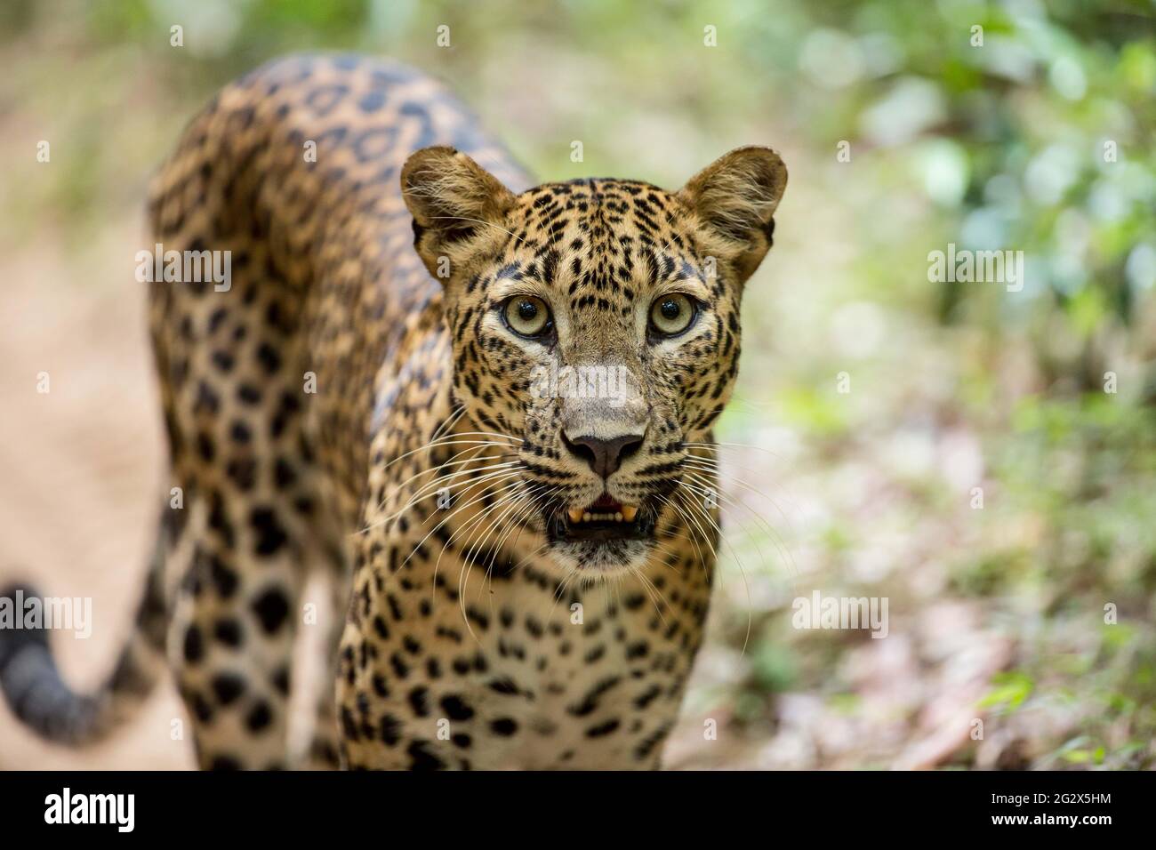 Weiblicher Sri-lankischer Leopard (Panthera pardus kotiya) Nahaufnahme Porträt in natürlichem Lebensraum, Wilpattu Nationalpark. Stockfoto