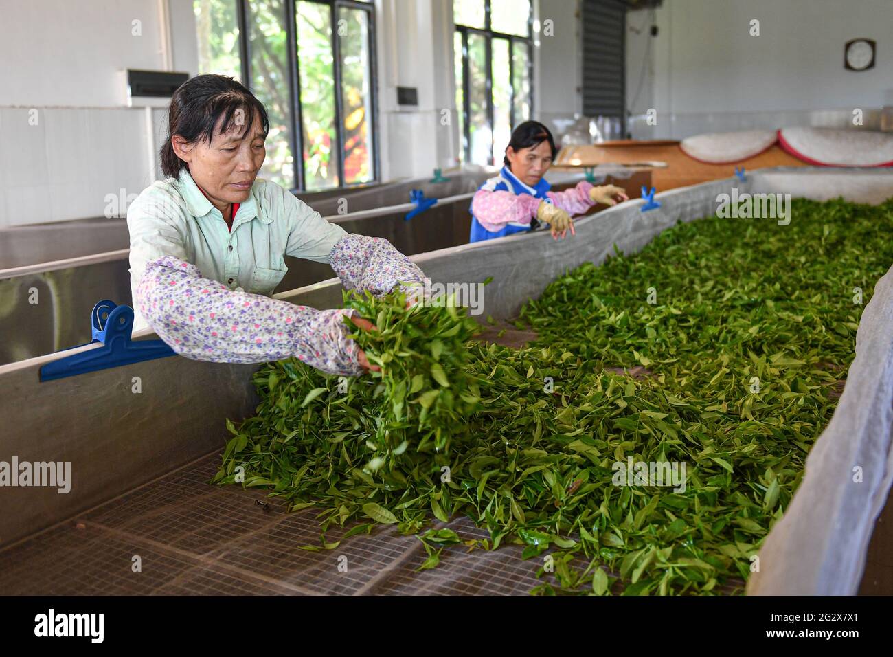(210613) -- BAISHA, 13. Juni 2021 (Xinhua) -- Bauern verarbeiten frisch gepflückte Teeblätter im Wulilu-Teegarten im autonomen Landkreis Baisha Li in der südchinesischen Provinz Hainan, 10. Juni 2021. Fu Xiaofang, die aus der ethnischen Gruppe von Li stammt, gründete 2008 ihr eigenes Teegeschäft und führte den Bio-Teegarten von Wulilu im autonomen Bezirk Baisha Li, ihrer Heimatstadt. Durch Versuch und Irrtum expandierte Fu's Teegarten auf etwa 20 Hektar und verkaufte in ganz China Bio-Tee. Der Teegarten, der im Rahmen eines Programms zur Armutsbekämpfung in der Industrie betrieben wird, hat verarmte Bauern in die Teeproduktion einbezogen und geholfen Stockfoto
