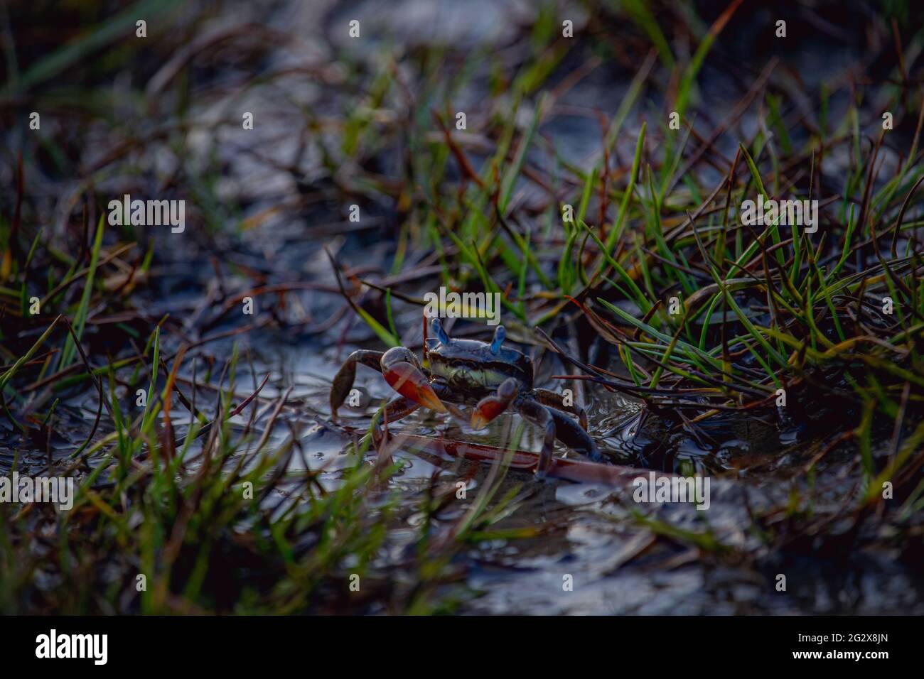 Eine Nahaufnahme einer roten Krabbe an einem Strand mit Gras und Sand Stockfoto