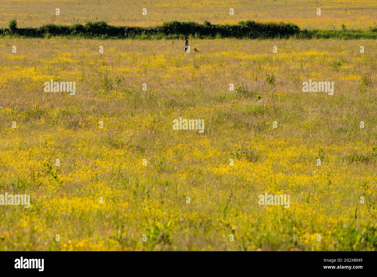 Cardiff, Wales, Großbritannien. Juni 2021. Ein Mann und ein Hund gehen durch ein Feld wilder Blumen in Cardiff, da hohe Hochsommertemperaturen in weiten Teilen Großbritanniens prognostiziert werden. Kredit: Mark Hawkins/Alamy Live Nachrichten Stockfoto