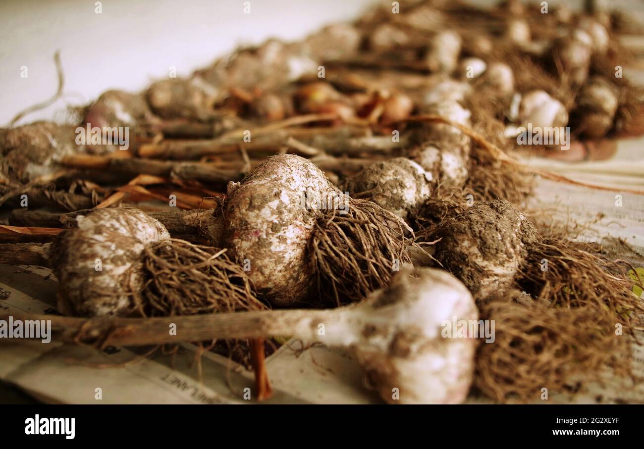 Knoblauchernte. Landwirtschaft Hintergrund mit schmutzigen Knoblauchzwiebeln mit Wurzeln verschmutzt in den Boden frisch aus der Erde gegraben. Ernte auf dem Land. Stockfoto