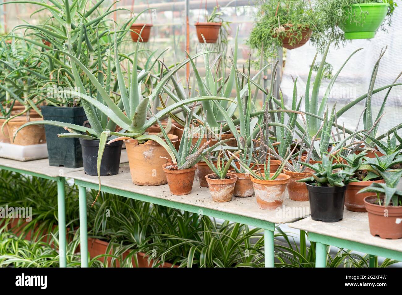 Aloe vera kosmetik -Fotos und -Bildmaterial in hoher Auflsung  Alamy
