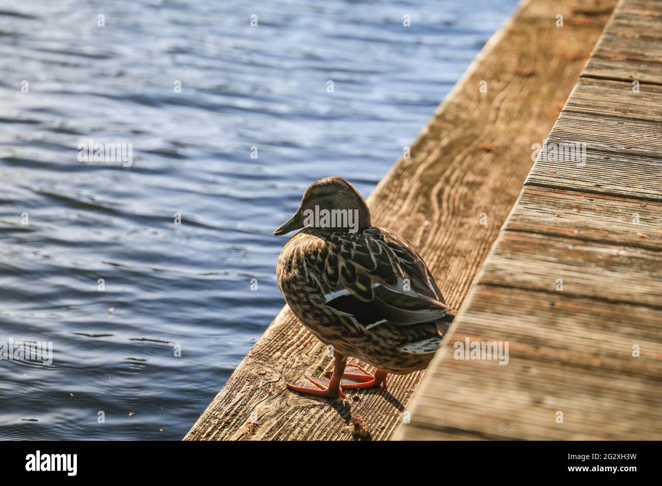 Nahaufnahme der bunten männlichen Holzente, die auf einem Planksteg steht Stockfoto