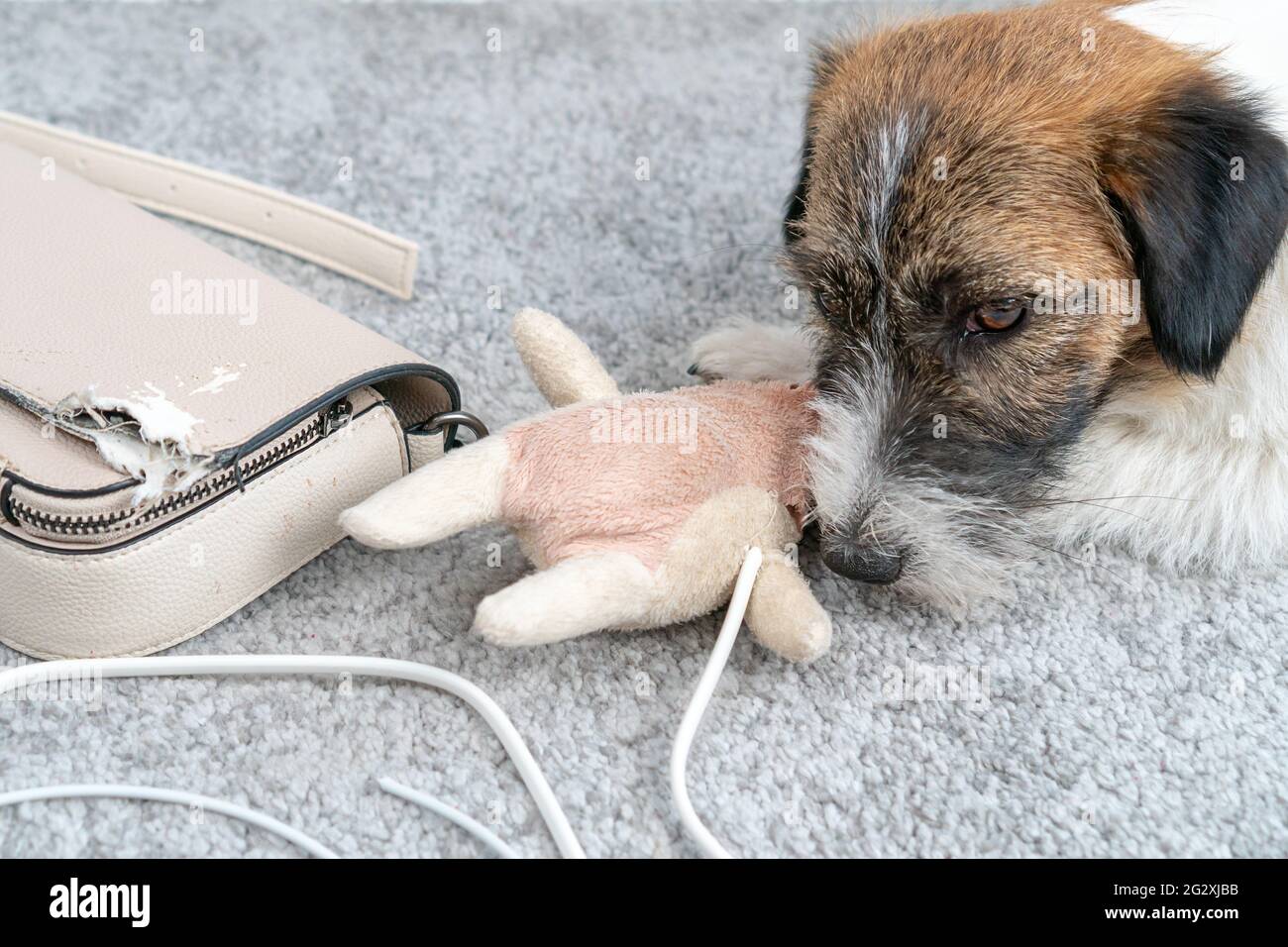Jack Russell Terrier Hund machte ein Hausdurcheinander, allein gelassen, auf seiner Tasche gekaut, Telefonkabel. Ohne den Besitzer. Schaut nicht auf die Kamera. Schlechtes Hundeverhalten Stockfoto