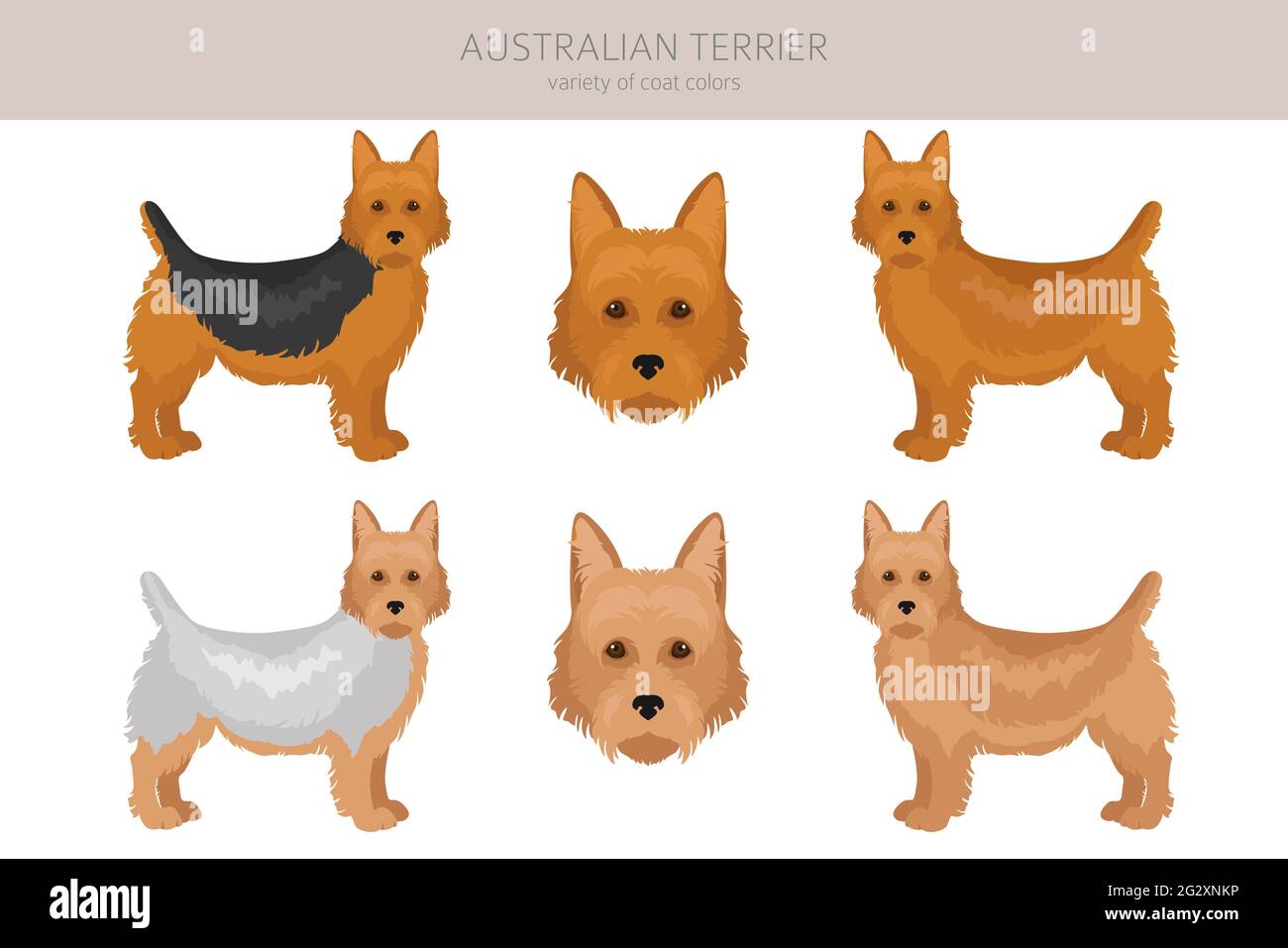 Australian Terrier alle Farben Cliparts. Verschiedene Fellfarben und Posen eingestellt. Vektorgrafik Stock Vektor