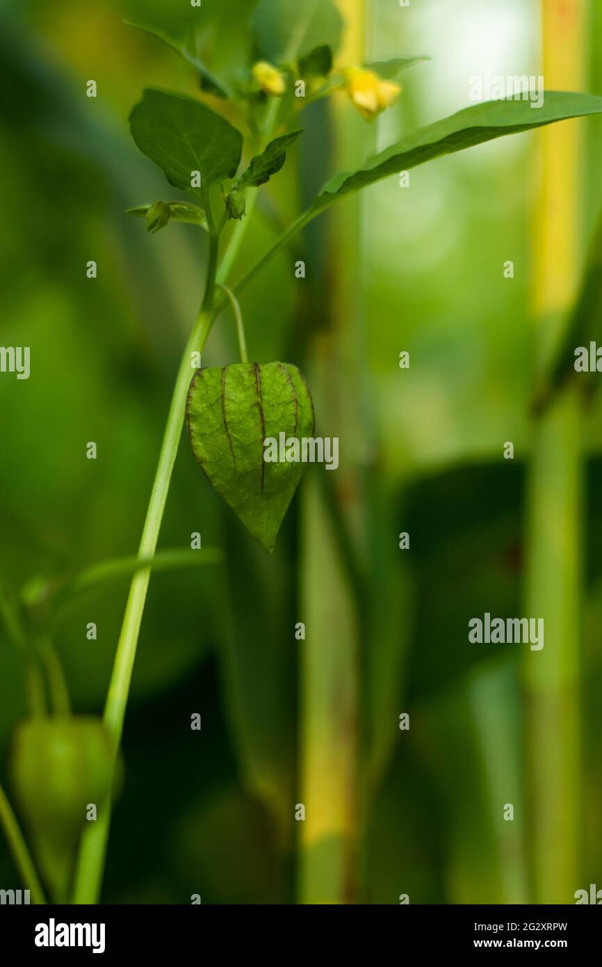 Gemeinsame Wilde Frucht Stockfotos und -bilder Kaufen - Alamy