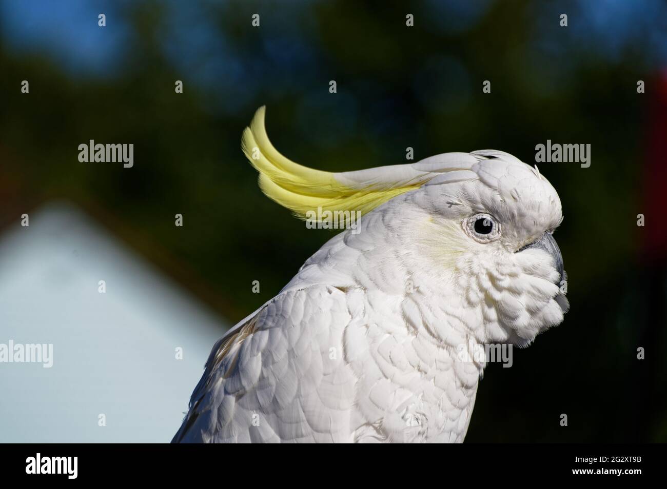 Ein weißer Papagei mit einem gelben Kamm, dem Schwefel-Kakadu mit Haube Stockfoto