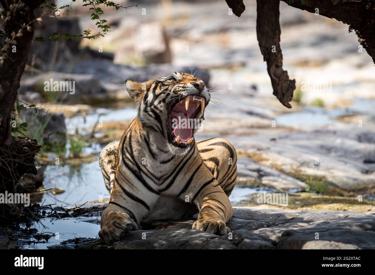 Indian Tiger Roar Stockfotos Und Bilder Kaufen Alamy