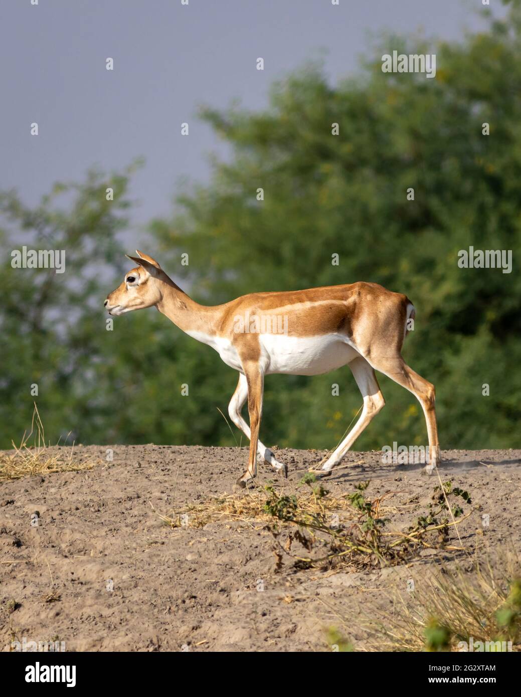 Nahaufnahme von Blacks- oder Antilopencervicapra oder indischen Antilopen mit Seitenprofil im Velavadar-Nationalpark Bhavnagar Gujarat india Stockfoto