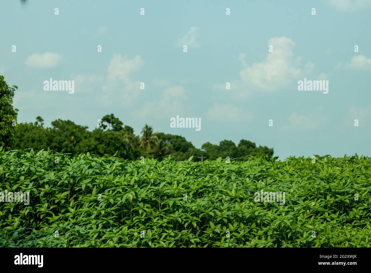 Das längste und größte Jutefeld und hinter dem Mangobaum in einem Dorf Stockfoto
