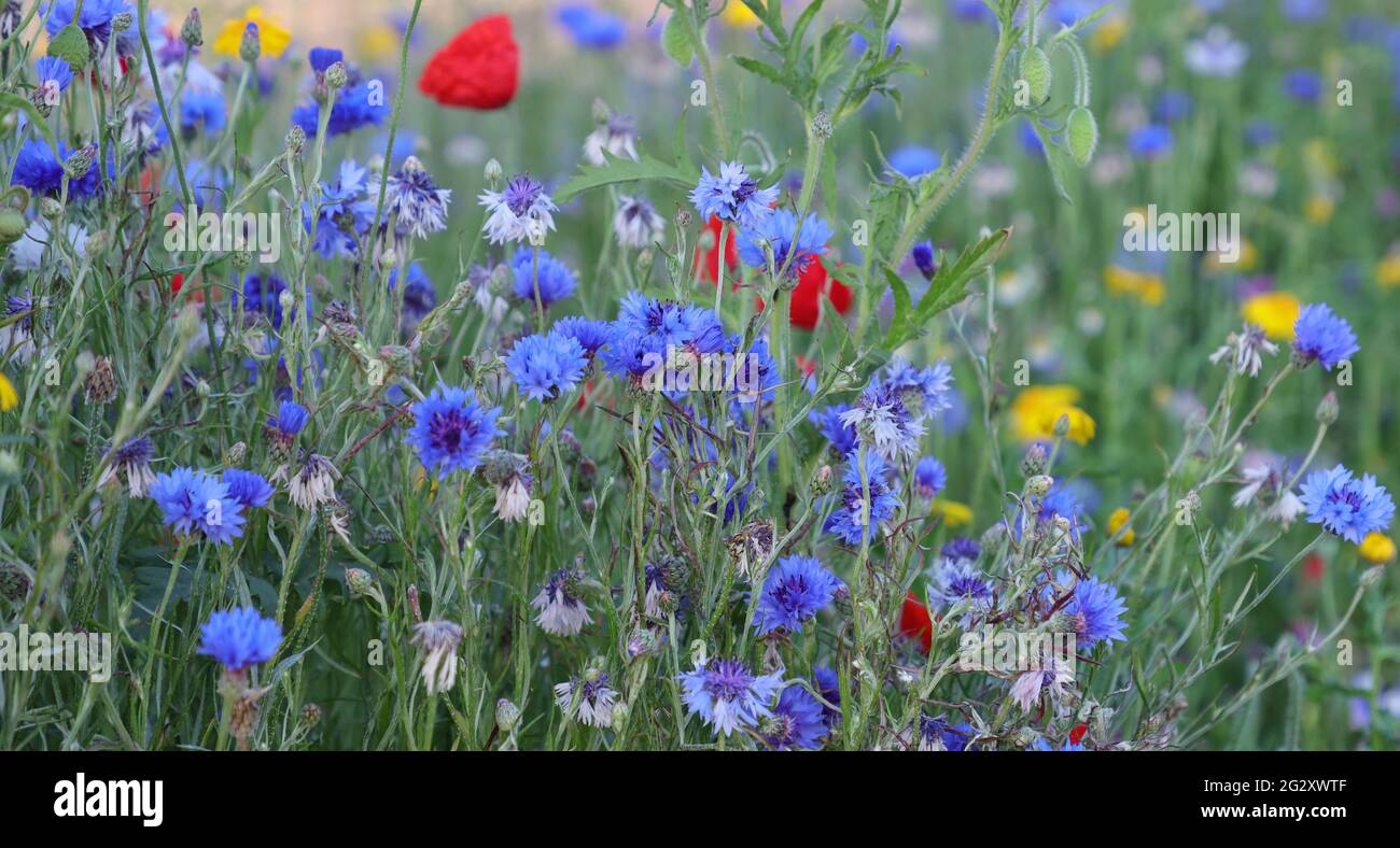 Nahaufnahme der blau blühenden einheimischen britischen Kornblume centaurea cyanus. Stockfoto