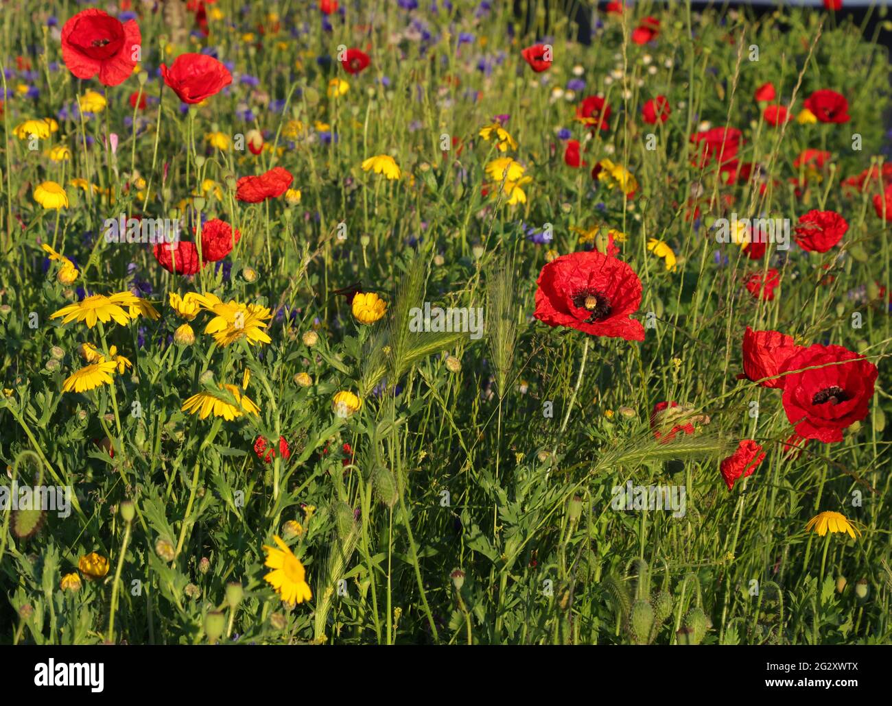 Wildblume aus rotem Mohn Stockfoto