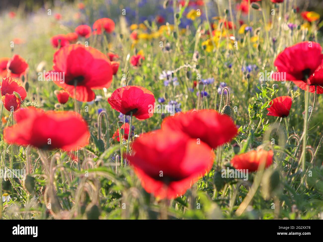 Wildblume aus rotem Mohn Stockfoto