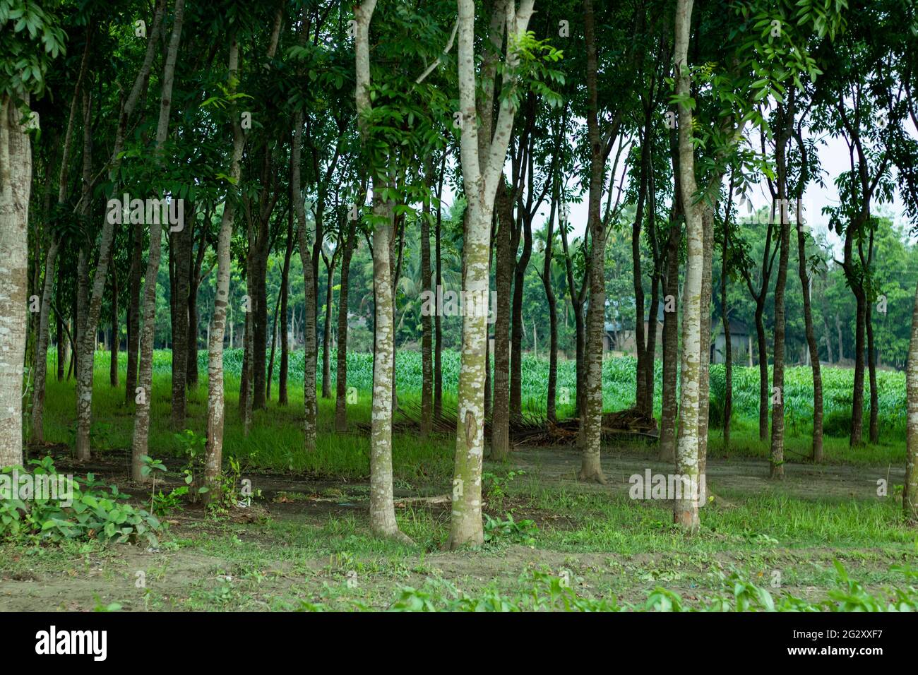 Der Waldwald, wo Reihen und Reihen von Mahagonibäumen und Jute Ernte Feld um den größten Wald Stockfoto