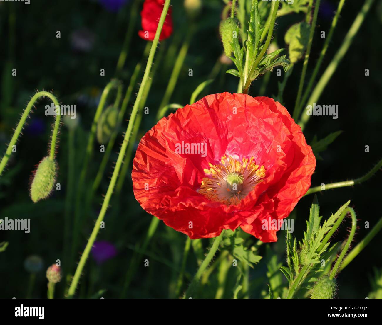 Wildblume aus rotem Mohn Stockfoto