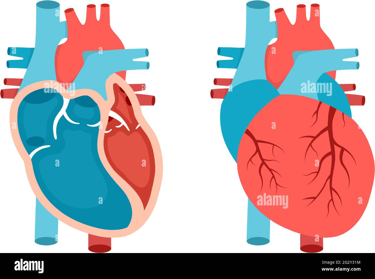 Menschliches Herz Querschnitt Stockfotos Und Bilder Kaufen Alamy