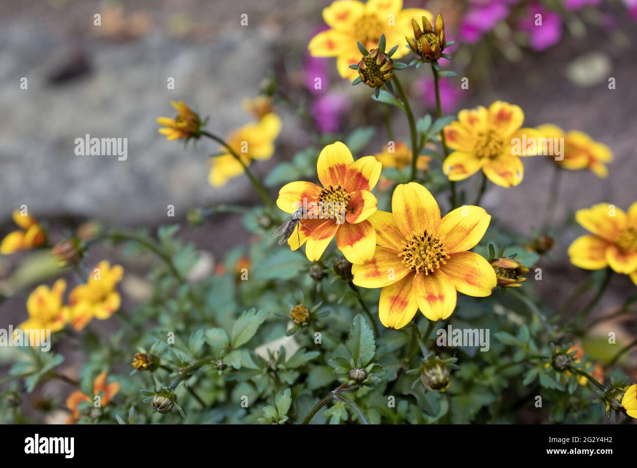 Bee Dance Biene freundlich biden Stockfoto