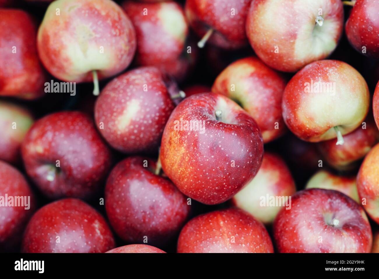 Ausgezeichnete Ernte von saftigen frischen Öko-Früchten, Bio-Anbau. Handel, erfolgreiches Geschäft Stockfoto