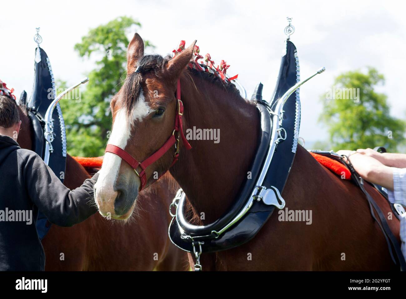 Clydesdale Pferd, gekleidet für den Showring auf der Drymen Agricultural Show, Stirlingshire, Schottland Stockfoto