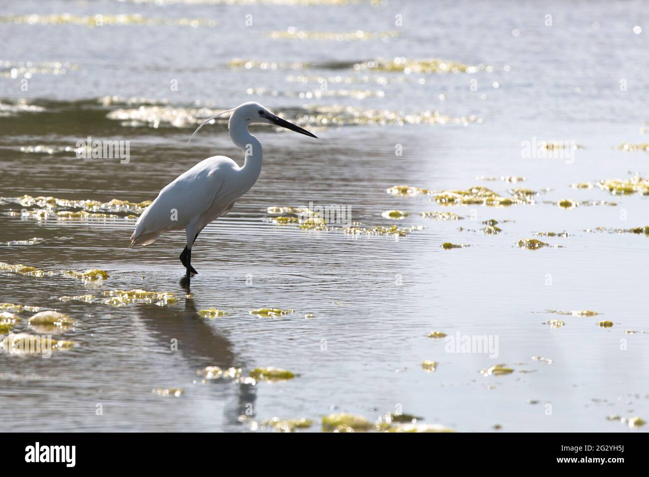 Reflexion der ein Silberreiher Stockfoto