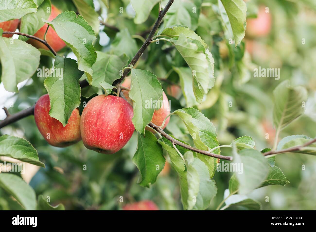 Erntezeit im Öko-Bauernhof, Bio-Gartenbau, Sommerindustrie mit roten Äpfeln Stockfoto