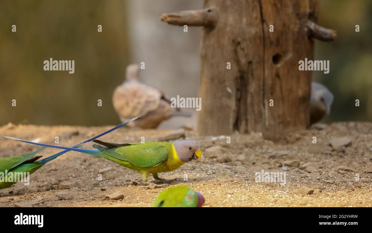 Graukopfsittich (Psittacula finschii) Vogel im Wald von Sattal, Uttarakhand. Stockfoto